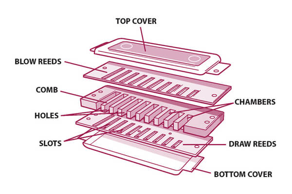 Harmonica Anatomy