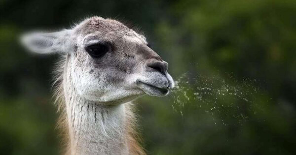 Spitting Lama